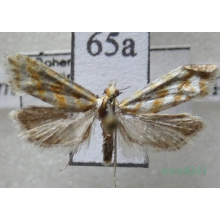 Aethes margaritana (Haworth, 1811) Czech65a